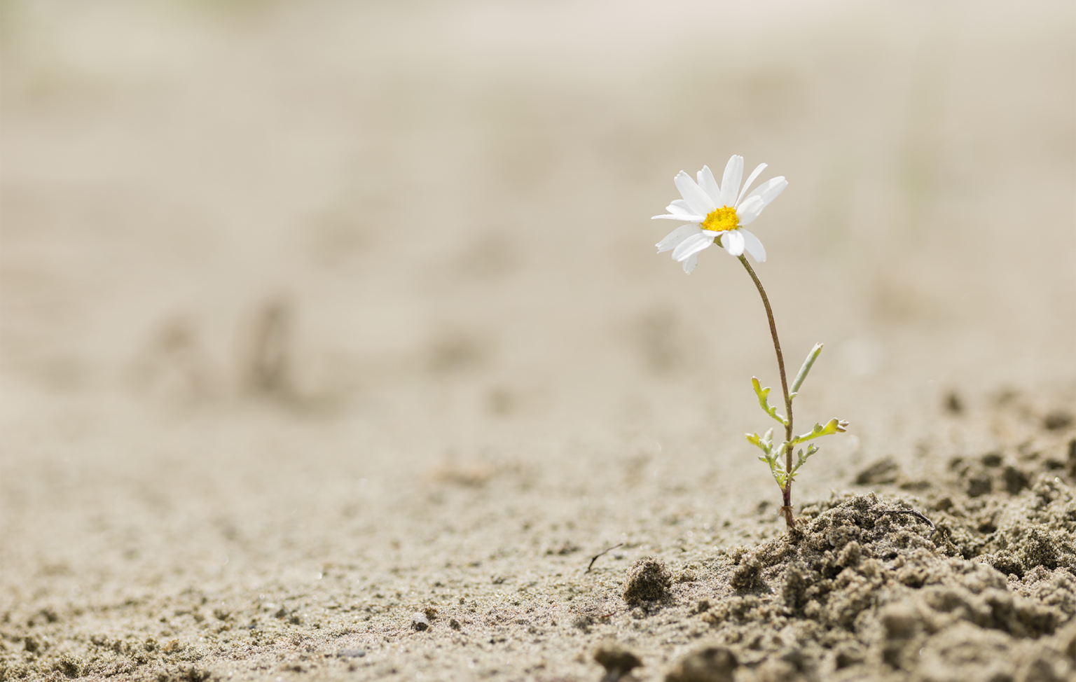 a resilient daisy plant flowering on a sandy desert with no water